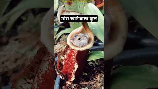 Pitcher Plant Eating Mouse plants shorts [upl. by Battista585]