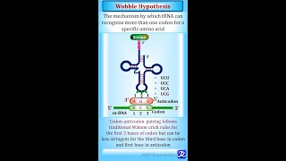 Wobble hypothesis in one minute [upl. by Gertrudis772]