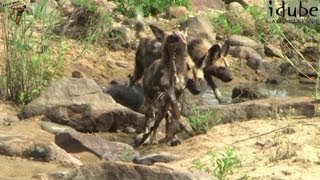 African Painted Dog Puppies Feeding In The Riverbed [upl. by Strain]