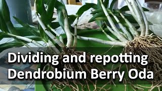 Repotting and dividing Dendrobium Berry Oda [upl. by Ylak]