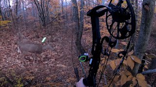 BOW HUNTING WHITETAIL DEER 2022 Pennsylvania Archery Season DOUBLE LUNG Perfect Shot Doe Hunt  USA [upl. by Latoye]