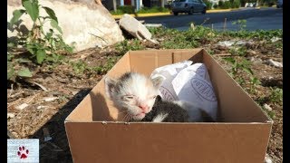 Rescue of two baby kittens left to die of hunger on the street [upl. by Backer]