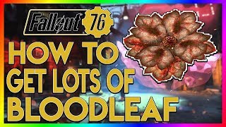 Fallout 76  Best Place To Find Bloodleaf [upl. by Letnuhs]