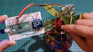 Raspberry Pi Pico Plant Monitoring System using a Capacitive Soil Moisture Sensor amp OLED Display [upl. by Aliber]