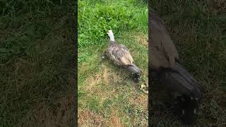 Baby Ducks with there Mama Hubleys Hobby Farm Milford Annapolis County NS Aug 2024 [upl. by Salis656]