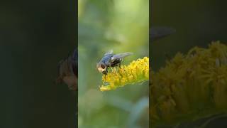 Tachinid Fly visits Goldenrod flowers [upl. by Aitnyc]