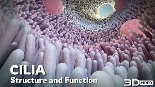 The structure and function of Cilia  3D Animation [upl. by Anitsrik]