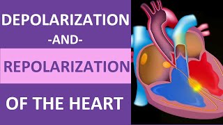 Depolarization and Repolarization of Heart Action Potential Atrial amp Ventricular Animation [upl. by Timon]