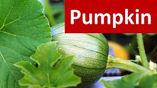 How to produce Pumpkin Cucurbita moschata in brief [upl. by Ellenad]