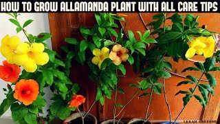 How to Grow Allamanda Plant With All Care Tips Fast N Easy [upl. by Papageno]