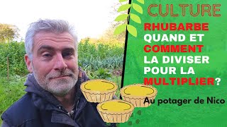 Tout sur la culture de la rhubarbe🌴 tuto multipliez la facilement comment et quand [upl. by Aivatnohs449]