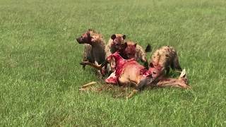 Pack of Hyenas killing an Antelope [upl. by Astera]