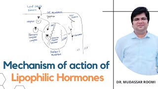 Mechanism of action of Lipophilic Hormones  Steroid Hormones  T3 amp T4 Hormones  Endocrinology [upl. by Mccandless]