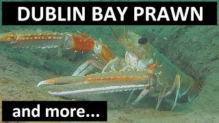 DUBLIN BAY PRAWN Norway lobster COMB JELLYFISH and more sea life [upl. by Chet]