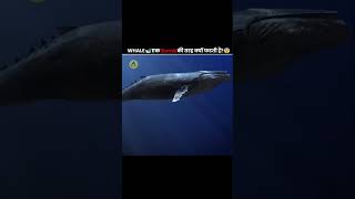 Why Do Whales Explode 💥 [upl. by Astera]