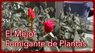 El Mejor Fumigante Para Plantas [upl. by Hatch947]