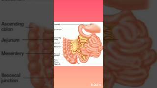 Small Intestine digestivesystem exam class9th icse [upl. by Dammahom]