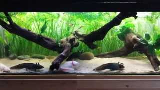 Axolotl Planted Bogwood Tank [upl. by Coppock471]