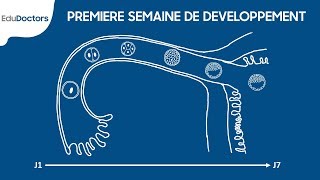 1ere semaine du développement embryonnaire EMBYOLOGIE ORAN [upl. by Siuol]