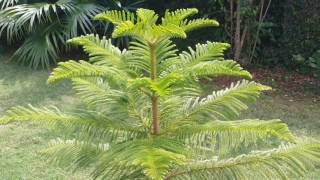 Araucaria PlantGrowing [upl. by Anitselec]