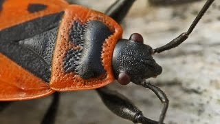 The Firebug  Pyrrhocoris Apterus [upl. by Aitnahs]