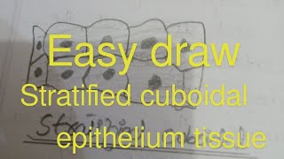 How to draw stratified cuboidal epithelium tissue easily [upl. by Rosetta234]