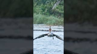 Insane pelican tries to steal a fish from an Osprey nature [upl. by Taggart]