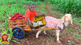 YoYo Jr takes the goat to harvest sweet potatoes and the surprise [upl. by Eecrad]