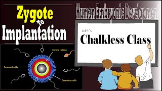 Zygote to Implantation [upl. by Doy]