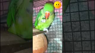 how to train parrot । Talking parrot 🦜parrot shorts [upl. by Nura]