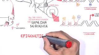 Epigenetics  An Introduction [upl. by Hannan]