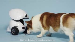 DOGNESS Smart iPet Robot [upl. by Annaert]