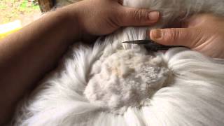 How We Shear Our Angora Rabbits [upl. by Christiansen]