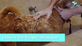 How to Wash a Dog of Any Size [upl. by Namron207]