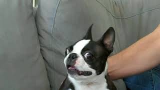 French Bulldog Talking Funny Compilation [upl. by Wickman136]