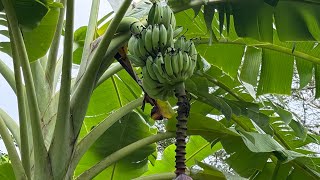 Dividing 100 banana pups in 2 days Day 1  112024 [upl. by Virnelli855]