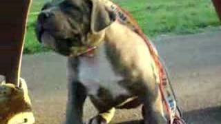 blue brindle pitbullboss pit bull [upl. by Sabino]