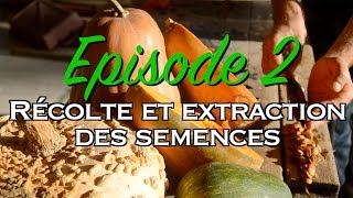 Récolte et Extraction des Semences Reportage Production de Semences Paysannes [upl. by Miltie]