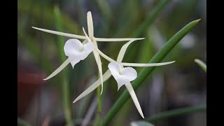 Brassavola Best orchid for Mounting [upl. by Baxy89]