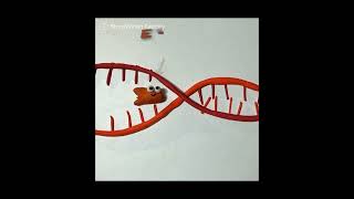 Biología 🦠 Replicación del ADN en E coli [upl. by Terrene678]