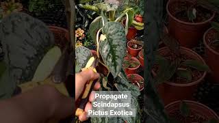 Propagate Scindapsus Pictus Exotica variegated [upl. by Analos42]