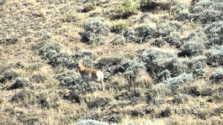 WY antelope with 65284 Norma [upl. by Venetia]