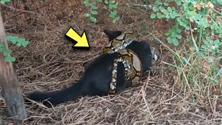 ¡La serpiente agarró al gatito y se preparó para comérselo ¡Lo que sucedió después fue increíble [upl. by Ibed570]