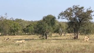 Leopard chases five cheetahs [upl. by Eel]