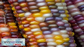 Corn Rainbow Organic – Seeds Review [upl. by Downing]