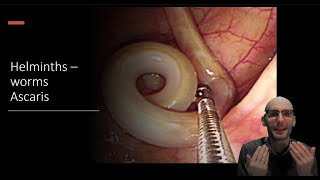 Helminths  Ascaris roundworm Biology and lifecycle [upl. by Brandon]