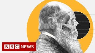 Theory of Evolution How did Darwin come up with it  BBC News [upl. by Balduin]