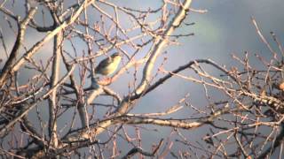 Tottavilla  Woodlark  Lullula arborea [upl. by Subak734]