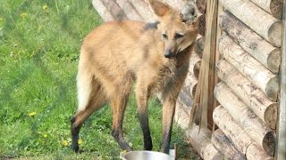 Manenwolven  Loupes à crinière  Maned wolves  Monde Sauvage Aywaille [upl. by Ianahs235]