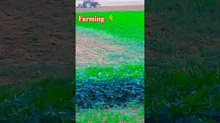 Farming 🌾 trendingshorts viralshorts village farming trend [upl. by Bracci]